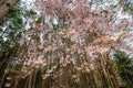 Pine tree forest with sakura flower background