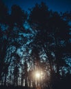 Pine tree forest silhouette on a dark starry sky background Royalty Free Stock Photo