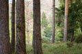 Pine tree forest. Smooth natural light. Out of focus tree trunks in the foreground Royalty Free Stock Photo