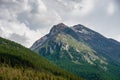 Pine tree forest on a steep slope in the Swiss Alps. Picturesque and majestic scene.