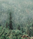 Pine tree forest in summer. Royalty Free Stock Photo