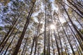 Pine tree forest with sunlight and natural landscape. Look overhead at many pine trees with clean sky background Royalty Free Stock Photo