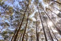 Pine tree forest with sunlight and natural landscape. Look overhead at many pine trees with clean sky background Royalty Free Stock Photo