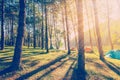 Pine tree forest with sunlight and shadows at sunrise Royalty Free Stock Photo