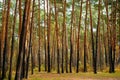 Pine tree forest at sunny day