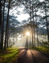 Pine tree forest at the sunrise Royalty Free Stock Photo