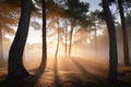 Pine tree forest at sunrise with sunbeams and fog Royalty Free Stock Photo