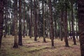 Pine tree forest in Thailand ,vintage style Royalty Free Stock Photo