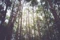 Pine tree forest in Thailand ,vintage style Royalty Free Stock Photo