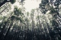 Pine tree forest in Thailand ,vintage style Royalty Free Stock Photo