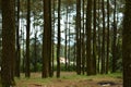 Pine forest at mount ungaran Royalty Free Stock Photo