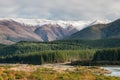 Pine tree forest at Wairau river, South Island, New Zealand Royalty Free Stock Photo