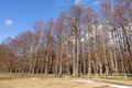 Pine tree forest at winter in Nikko, Japan