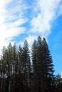 Pine tree forest, Yosemite, Yosemite National Park