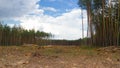 Pine tree forestry exploitation in Kiev. Empty field result of tree felling. Total deforestation area, cut forest Royalty Free Stock Photo