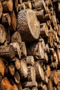 Pine tree forestry exploitation. Stumps and logs. Overexploitation leads to deforestation endangering environment.