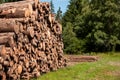 Pine tree forestry exploitation. Stumps and logs. Overexploitation leads to deforestation endangering environment.