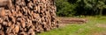 Pine tree forestry exploitation. Stumps and logs. Overexploitation leads to deforestation endangering environment.