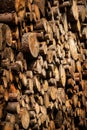 Pine tree forestry exploitation. Stumps and logs. Overexploitation leads to deforestation endangering environment.