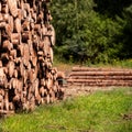 Pine tree forestry exploitation. Stumps and logs. Overexploitation leads to deforestation endangering environment.