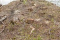 Pine tree forestry exploitation in a sunny day. Stumps and logs show that overexploitation leads to deforestation endangering Royalty Free Stock Photo