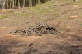 Pine tree forestry exploitation in a sunny day. Stumps and logs show that overexploitation leads to deforestation endangering