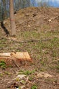 Pine tree forestry exploitation in a sunny day. Stumps and logs show that overexploitation leads to deforestation endangering