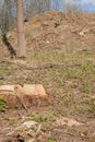 Pine tree forestry exploitation in a sunny day. Stumps and logs show that overexploitation leads to deforestation endangering