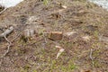 Pine tree forestry exploitation in a sunny day. Stumps and logs show that overexploitation leads to deforestation endangering