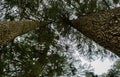 Pine Tree Forests near patnitop, nathatop jammu India