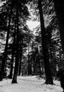 Pine Tree Forests near patnitop, nathatop jammu India