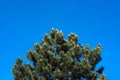 Pine tree in front of blue sky