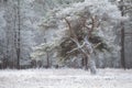 Pine tree in frost during winter