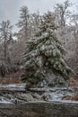 Pine Tree Frosted After An Ice Storm In Canada Wilderness Royalty Free Stock Photo