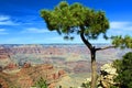 Pine tree with Grand Canyon in the background