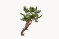 Pine tree with green fur isolated on white