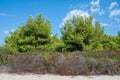 Pine tree green leaves forest. Landscape with pine tree, typical plant for Aegina island, Greece Royalty Free Stock Photo