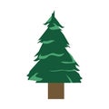 pine tree green Royalty Free Stock Photo