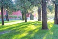 Pine tree and green grass with morning light