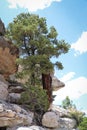 Pine Tree on Edge of North Rim Grand Canyon Royalty Free Stock Photo