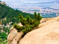 A pine tree growing on Laoshan Mountain rocks Royalty Free Stock Photo