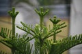 pine tree growing new branches Royalty Free Stock Photo