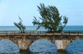A pine tree growing out of a roadbed on the historic Old Seven Mile Bridge, Big Pine Key, Florida