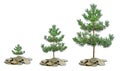 Pine trees growing from pile of coins Royalty Free Stock Photo