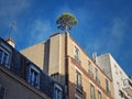 Pine tree growing on the top of a building in Asnieres, France. City environment, greening concept, the power of nature. Plants