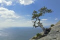 Pine tree growing on top of a cliff above the Black sea Royalty Free Stock Photo