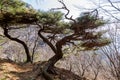 Pine tree growing at the top pf Bukhansan Mountain national park in Soeul, South Korea