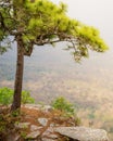 Pine tree grown on the edge of a cliff nature background