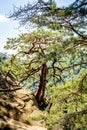 Pine tree grown on a rock in a virgin forest Royalty Free Stock Photo