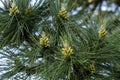 Pine tree growning cones Royalty Free Stock Photo